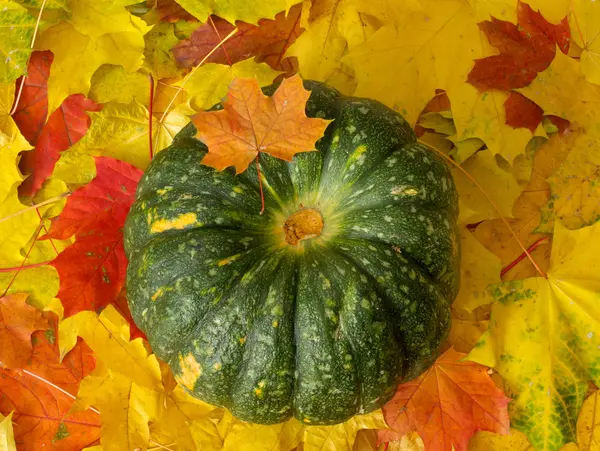 Tök őszi levelek — Stock Fotó