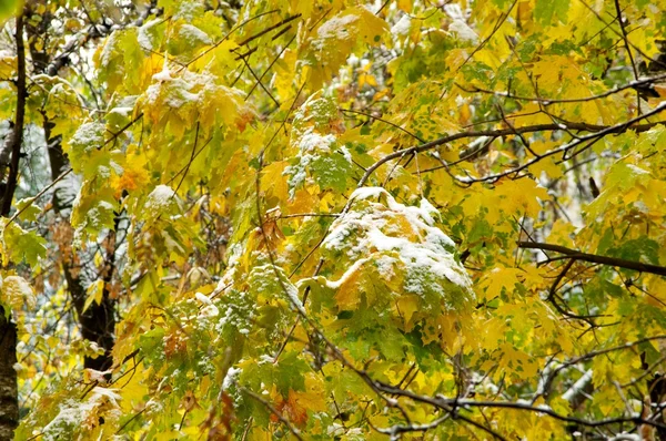 Kar üzerinde sonbahar yaprakları