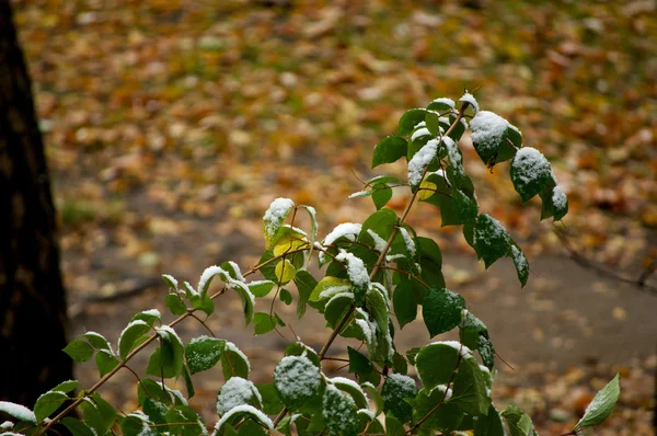 Green leaves with snow — Stock Photo, Image