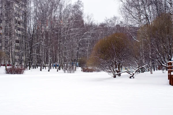Campo de nieve con árboles — Foto de Stock