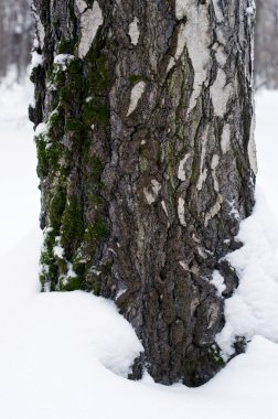 huş ağacı kabuğu yakın.