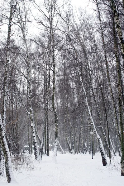 Camino cubierto de nieve posición vertical — Foto de Stock