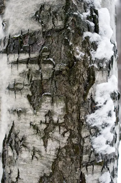 Kora brzozy z makro śniegu i mech — Zdjęcie stockowe