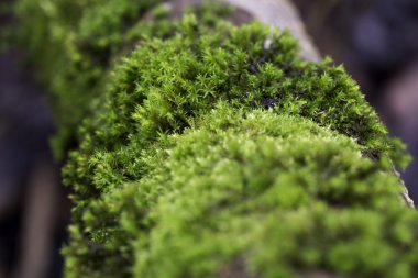 yeşil yosun dokusuna