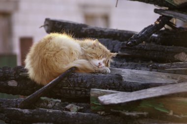 Turuncu kedi yanmış günlükleri hakkında