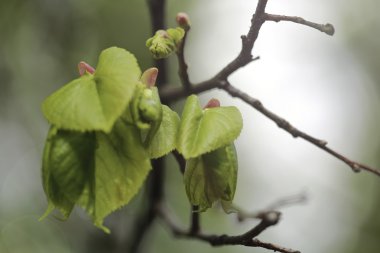 Ağaç bahar sürgünler