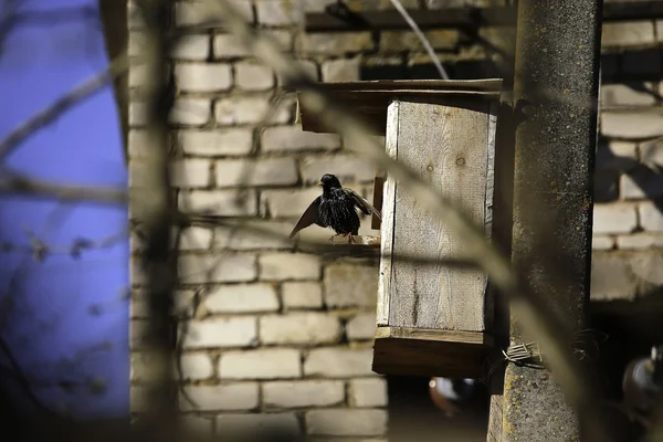 O pardal ao lado da casa dos pássaros — Fotografia de Stock