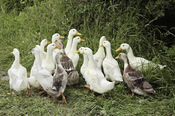 Duck Board Collection Ducks — Stock Photo, Image