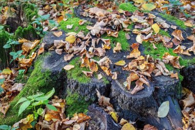 Sonbahar yapraklarındaki orman kütüğü yosun ve mantarlarla kaplanmış.