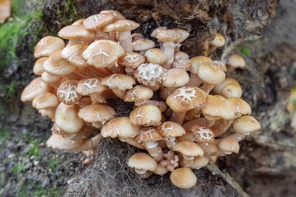 Mushrooms honey agarics autumn are growing in a cluster on the rest of the wood — Stock Image Mushrooms Honey Agarics Autumn Growing Cluster Rest Wood Royalty Free Stock Photos