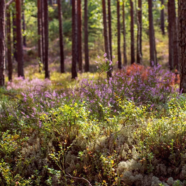 Forest Heather Een Dennenbos Landschap 1X1 — Stockfoto