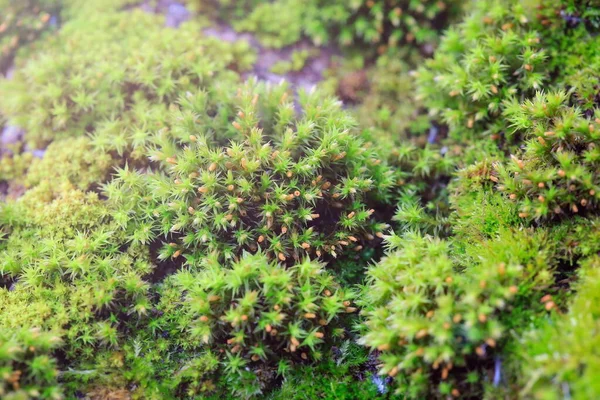 Fragment Grön Mossa Skogen Närbild — Stockfoto