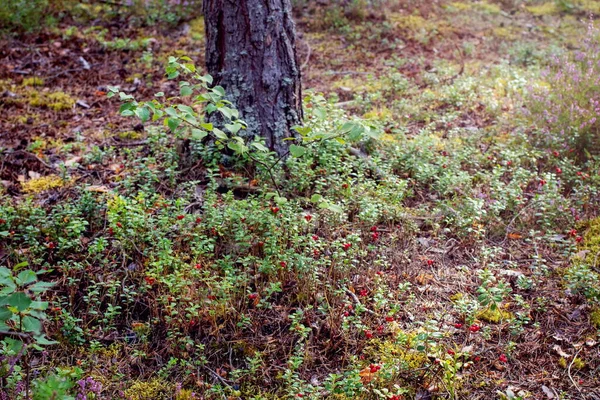 木の下の森の中のリンゴンベリーの清算 森のベリー — ストック写真