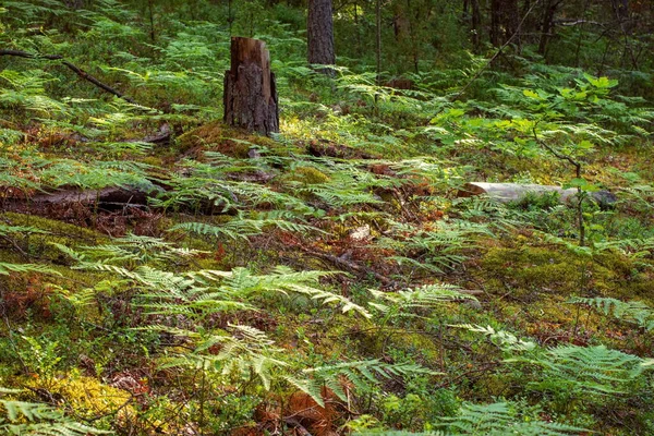 Forêt Fées Clairière Avec Fougère — Photo