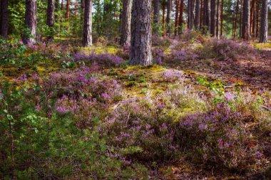 Orman araştırması, orman fundalığı ve karışık ağaçlarla yapılır.
