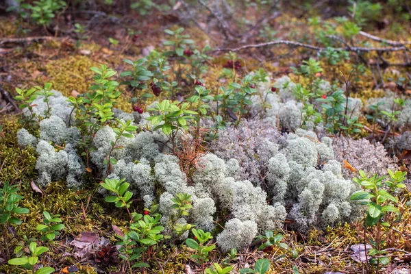 Estudio Forestal Madera Debajo Mis Pies Con Arándanos Islandia Musgo —  Fotos de Stock