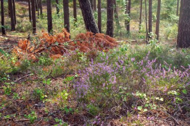Kuru ladin ve çam ormanındaki funda.