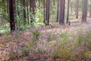 Ormanda Heather çam ağacında
