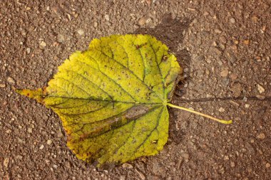 Asfaltta desenli kireç yaprağı