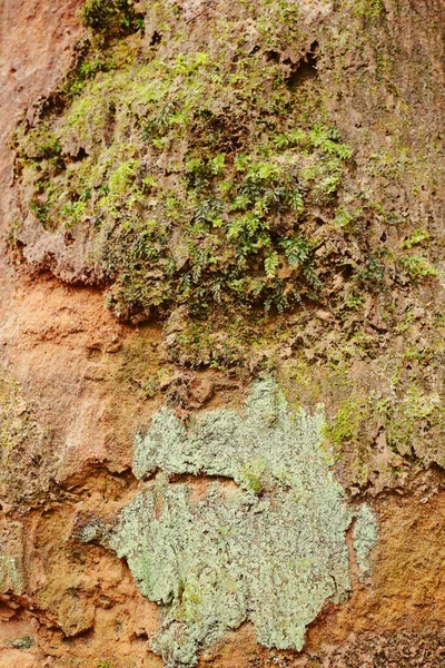 Mağaranın Yakınındaki Bakir Kumlu Toprağın Dokusu — Stok fotoğraf