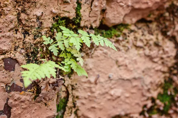 Una Planta Helecho Creciendo Fragmento Una Vieja Pared Ladrillo —  Fotos de Stock