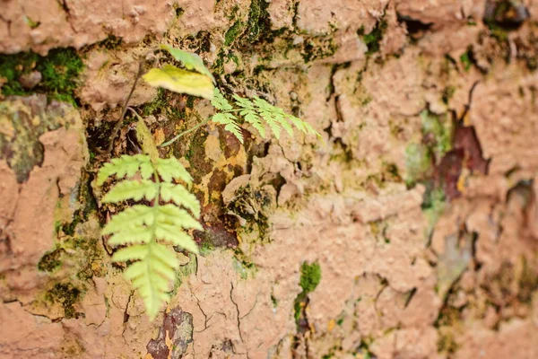 古いレンガの壁の破片で成長しているシダ植物 — ストック写真