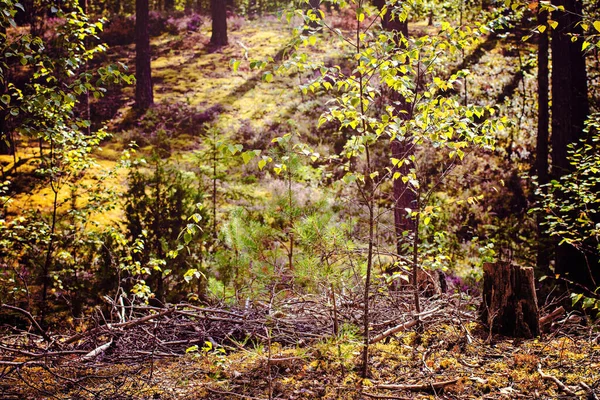 Καλοκαίρι Σκίτσο Ένα Θραύσμα Από Ένα Μικτό Δάσος Τον Αύγουστο — Φωτογραφία Αρχείου