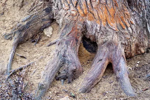 Kahverengi Kabartmalı Geniş Bir Ağacın Kökleri — Stok fotoğraf