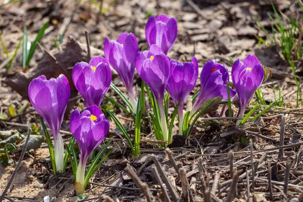 Spring flowers Purple Crocuses in bloom