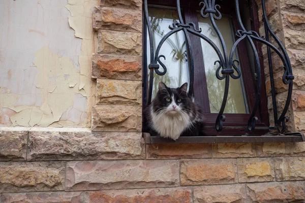 Kočka Okně Nosítky Tepaného Železa Zdi Reliéfními Cihlami — Stock fotografie