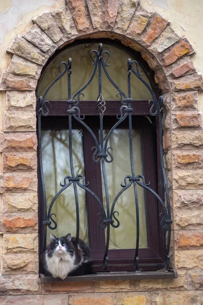 Kočka Okně Nosítky Tepaného Železa Zdi Reliéfními Cihlami — Stock fotografie