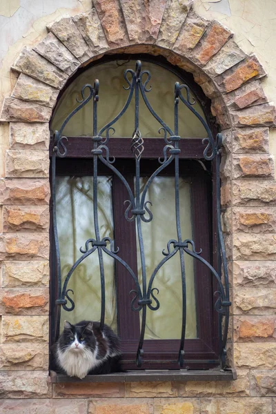 Gatto Una Finestra Con Una Barella Ferro Battuto Una Parete — Foto Stock