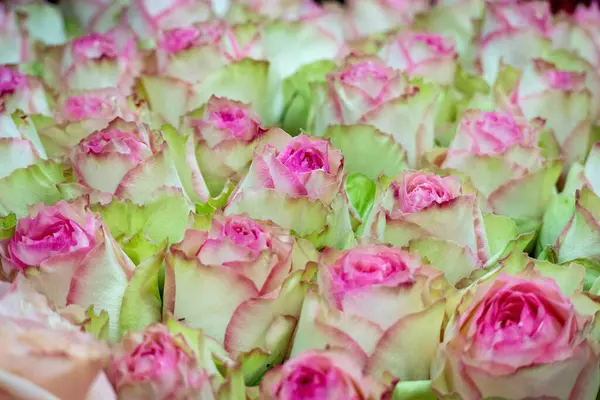 Die Textur Dreifarbiger Rosen Nebeneinander — Stockfoto