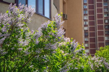 Lifortovo 'daki çok katlı bir binanın penceresinin yanında çiçek açan leylak rengi..