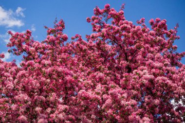 Bir çeşit elma ağacı. Bir tanesi pembe çiçek açıyor.