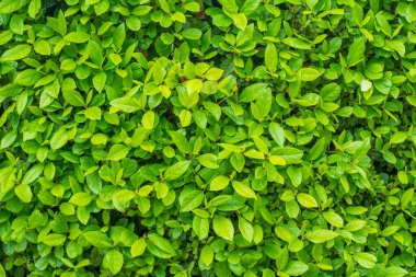 Kuban subtropikal bitkisinin taze yaprakları