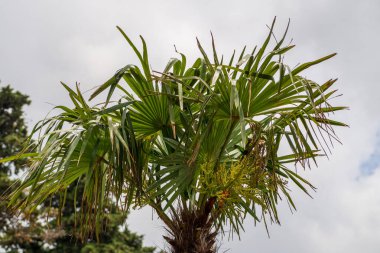 Hurma ağacının kütüğünün kütüğünün kütüğünün üstüne.