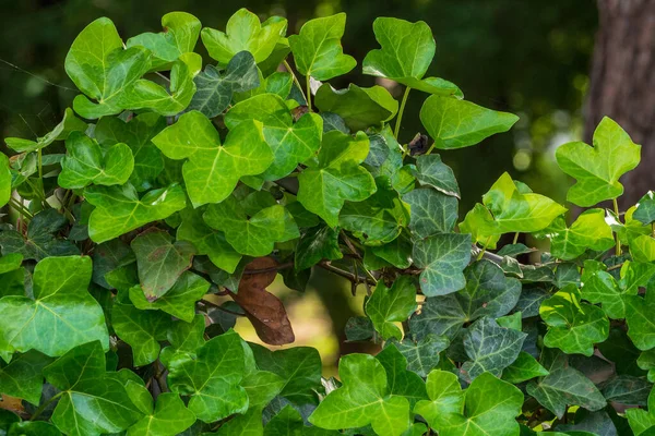 Fresh Foliage Ornamental Subtropical Plant — Stock Photo, Image