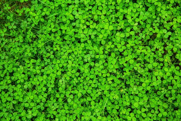 Grass Background Clover Greens — Stock Photo, Image