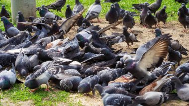 Tüylü arkadaşlar. Bir grup şehir güvercini bir arada..
