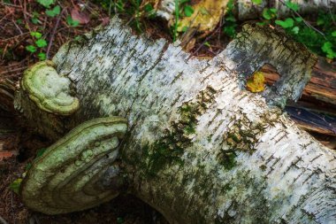 Ağaç gövdesi ormandaki yangına bulanmış.
