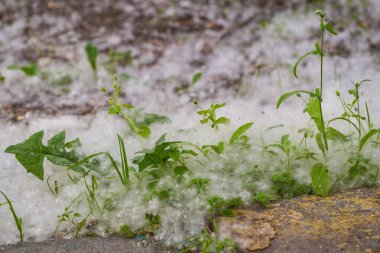 Kavak tüyü şehirdeki çimenleri kapadı
