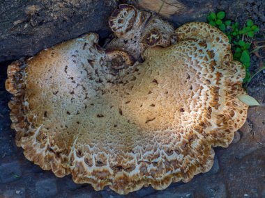 Yaşlanan mantar tiner pullu orta boy, orta ölçekli plan