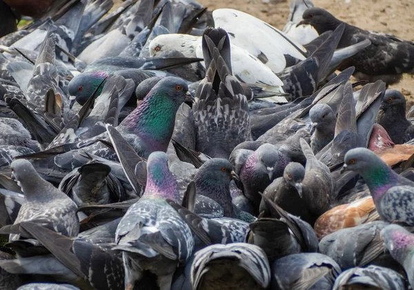 Gefiederte Freunde Ein Haufen Stadttauben Einem Ort — Stockfoto