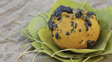 Yaprakları dekoratif kabak