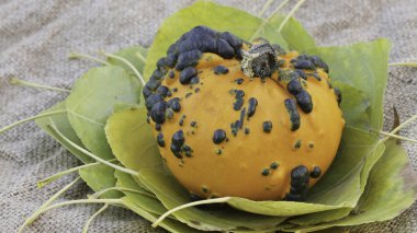 Yaprakları dekoratif kabak