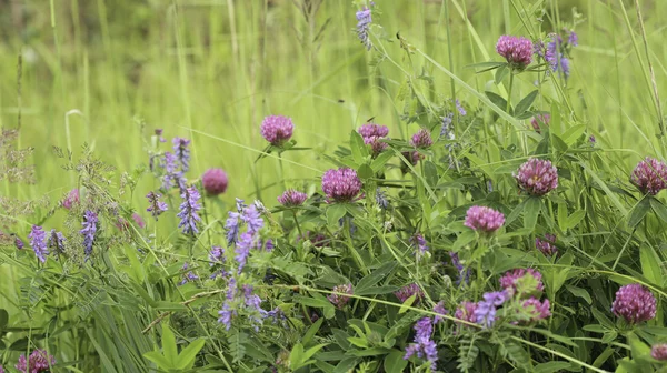 Beyaz yonca ve lekeli fare