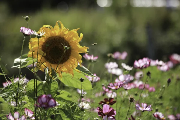 Schönen Sommer leben — Stockfoto