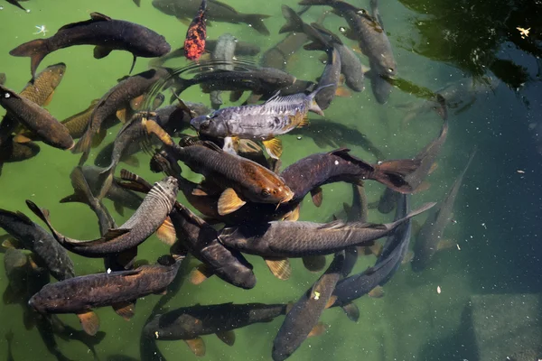 Peixe no lago — Fotografia de Stock