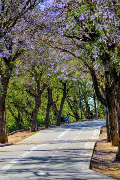 ağaçlar arasındaki yol